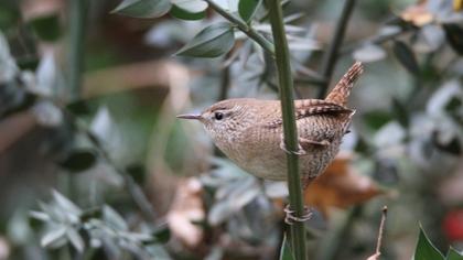 Eurasian Wren
