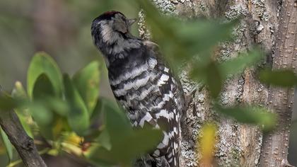 Lesser Spotted Woodpecker