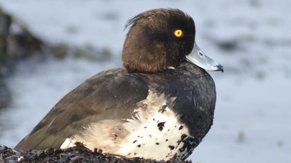 Tufted Duck