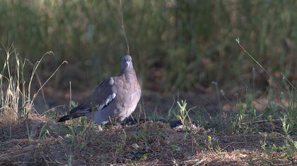 Common Wood Pigeon