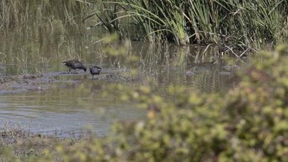 Water Rail