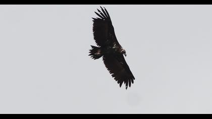 Cinereous Vulture