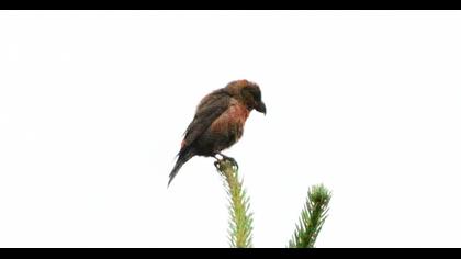 Red Crossbill