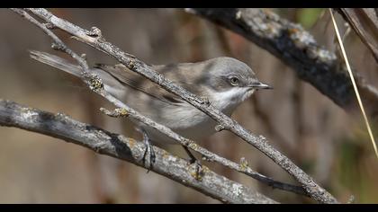 Lesser Whitethroat