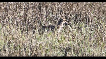 Jack Snipe