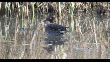 Eurasian Teal