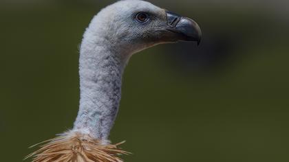 Griffon Vulture