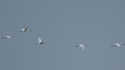 Eurasian Spoonbill