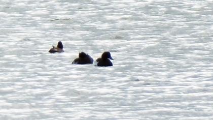 Tufted Duck