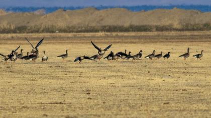 Greater White-fronted Goose