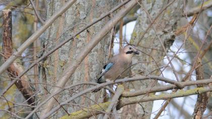 Eurasian Jay