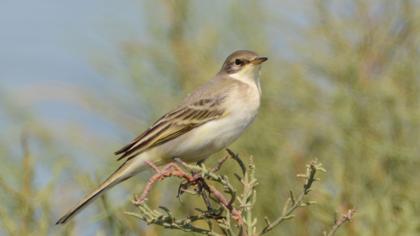 Western Yellow Wagtail