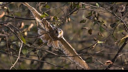 Long-eared Owl