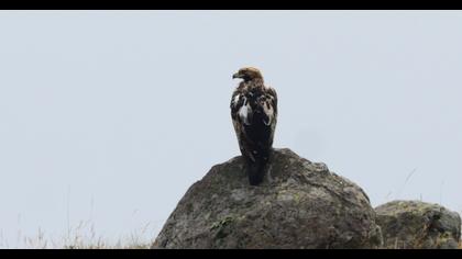Eastern Imperial Eagle
