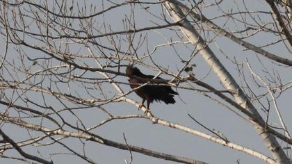 Greater Spotted Eagle