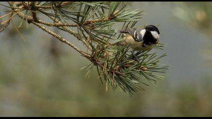 Coal Tit