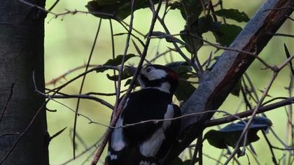 Great Spotted Woodpecker