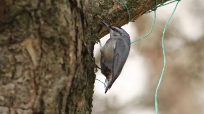 Krüper`s Nuthatch