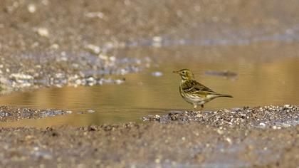 Meadow Pipit
