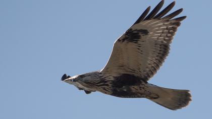 Rough-legged Buzzard