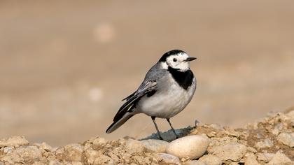 White Wagtail