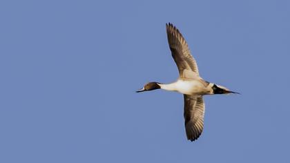 Northern Pintail