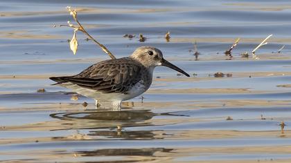 Dunlin