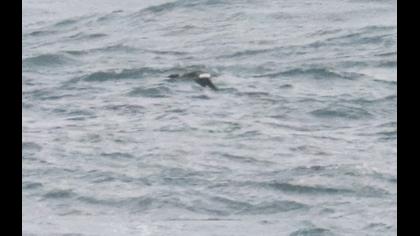 Red-breasted Merganser