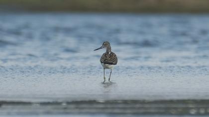 Common Greenshank