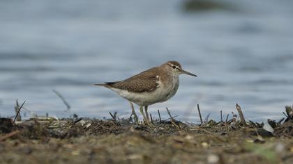 Common Sandpiper