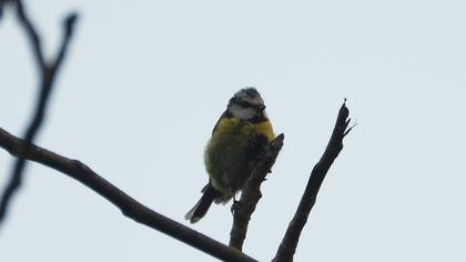 Eurasian Blue Tit