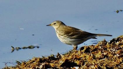 Water Pipit