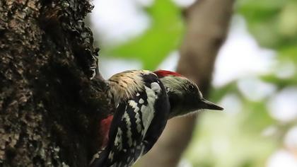 Middle Spotted Woodpecker