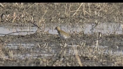 European Golden Plover