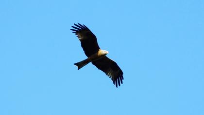 Black Kite