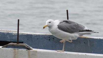 Caspian Gull