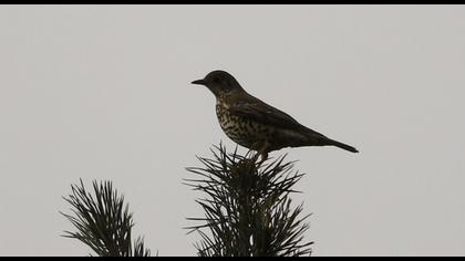 Mistle Thrush
