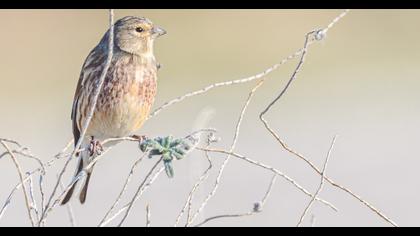 Common Linnet