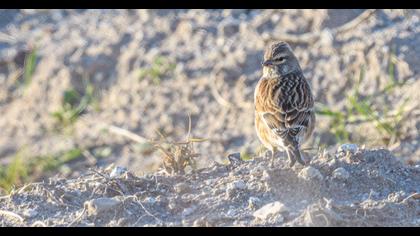 Common Linnet