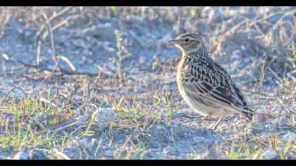 Eurasian Skylark