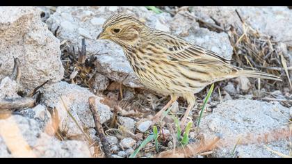 Corn Bunting