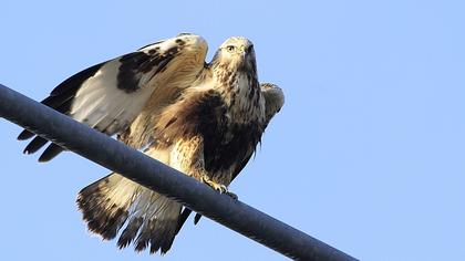 Rough-legged Buzzard