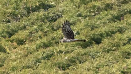 Hen Harrier