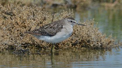 Orman düdükçünü