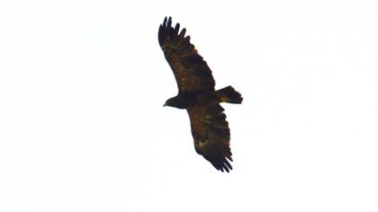 Lesser Spotted Eagle