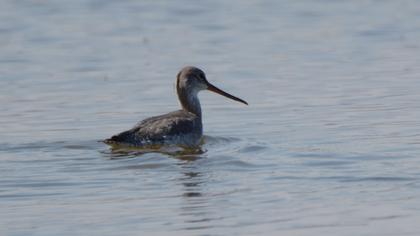 Spotted Redshank