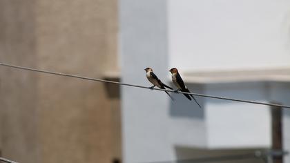 Red-rumped Swallow