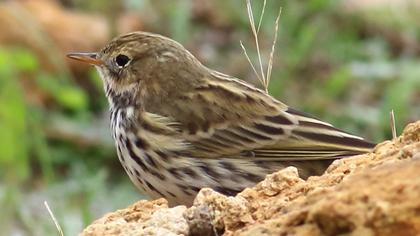 Meadow Pipit