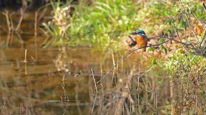 Common Kingfisher