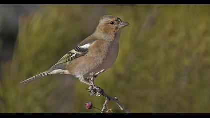 Common Chaffinch